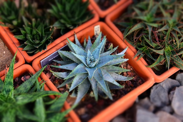 pequeños cactus tropicales crecen en macetas concepto de cultivo de suculentas