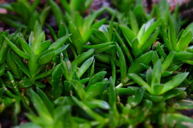 pequeños cactus tropicales crecen en macetas concepto de cultivo de suculentas