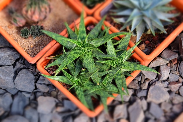 pequeños cactus tropicales crecen en macetas