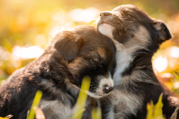 Pequenos cães fracos querem dormir