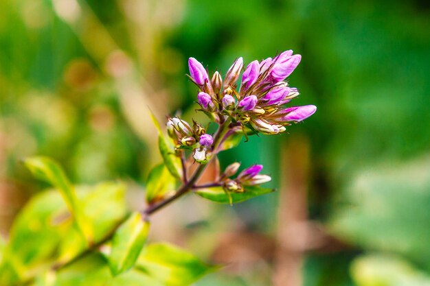 Pequeños capullos de flores lilas en hierba verde