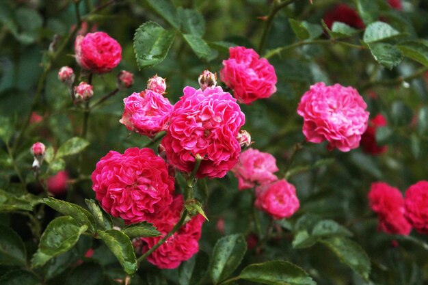 Pequeños capullos de rosa se regocijan en el sol