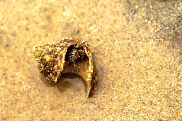 Pequenos caranguejos escondidos em conchas na areia da praia