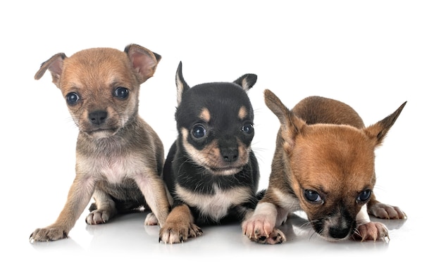 Pequeños chihuahuas aislados en blanco