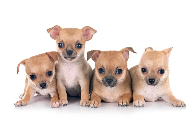 Pequeños chihuahuas delante de fondo blanco