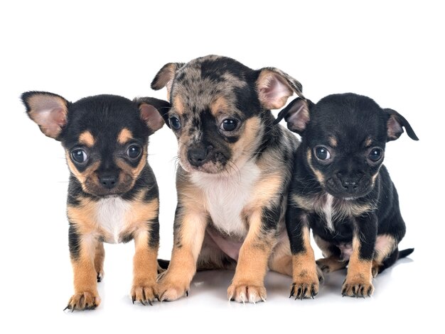 Pequeños chihuahuas