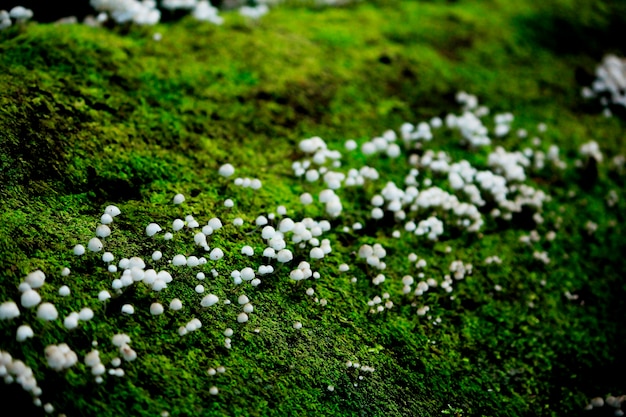 Pequenos cogumelos brancos estão no musgo verde.