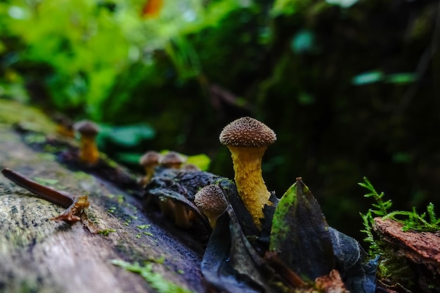 Pequenos cogumelos em um tronco de árvore na floresta de outono