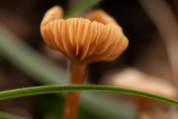 pequenos cogumelos entre a grama com pingos de chuva no campo