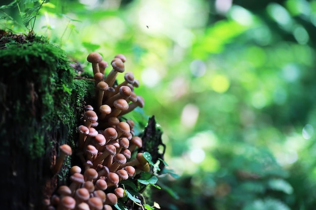 Pequenos cogumelos macro natureza floresta forte aumento no molde de cogumelos venenosos