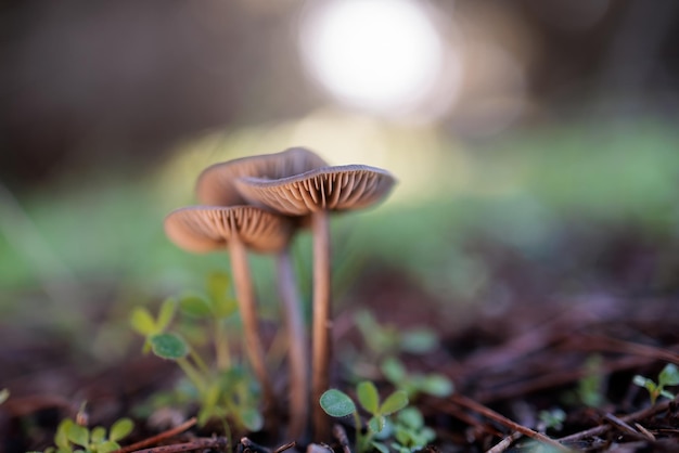 Pequenos cogumelos na floresta de pinheiros.