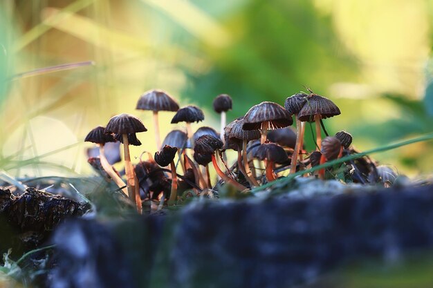 pequenos cogumelos não comestíveis, cogumelos venenosos fundo da floresta macro natureza selvagem