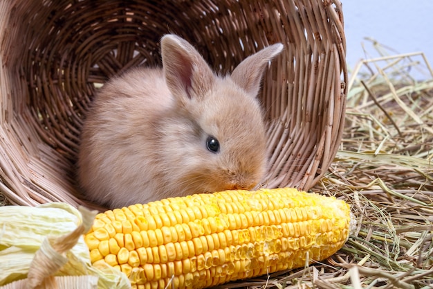 Pequeños conejos se escondieron en una canasta de madera, comiendo maíz como un gusto.