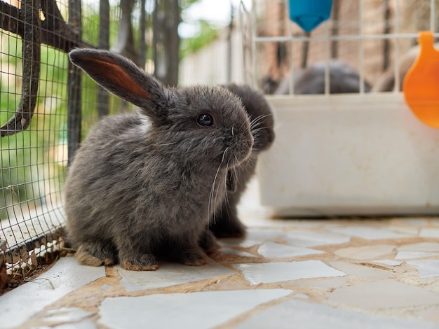 Pequeños conejos grises sentados al lado de la jaula. Tener animales en el concepto de casa