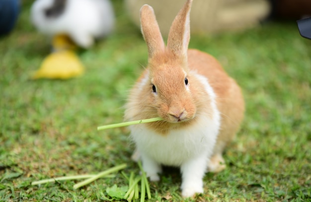 Pequeños conejos son difíciles en el jardín