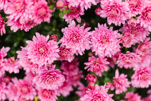 Pequeños crisantemos rosados o margaritas crecen en un macizo de flores como un arbusto esponjoso. Otoño hermoso fondo. Textura natural.