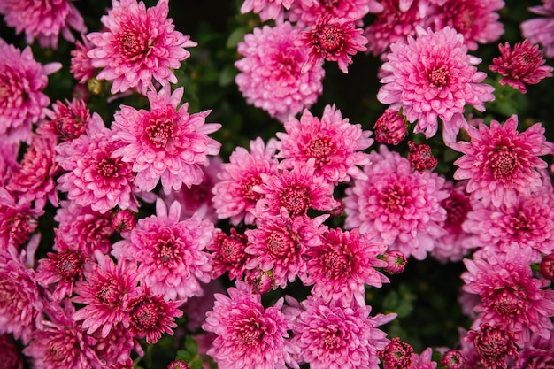 Pequeños crisantemos rosados o margaritas crecen en un macizo de flores como un arbusto esponjoso. Otoño hermoso fondo. Textura natural.