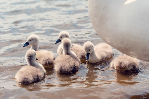 Pequeños cygnets en el lago durante el día