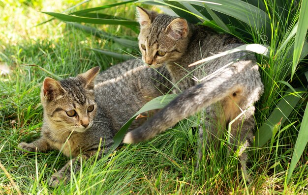 Pequeños dos gatitos jugando en la hierba