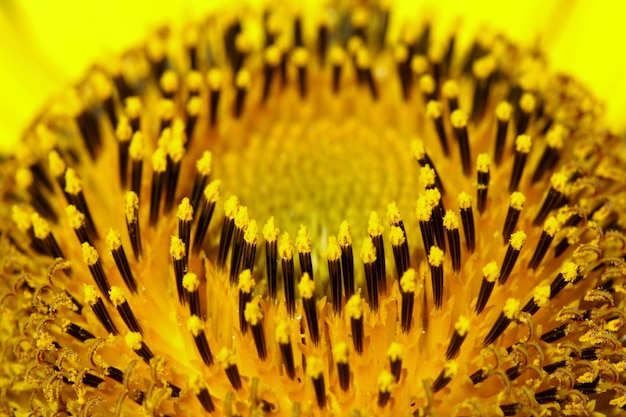 Los pequeños estambres de los girasoles se ven interesantes.