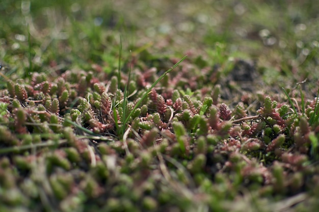 Pequeños flovers sping en hierba, fondo borroso. Sping concepto mínimo. Día de la Mujer, Día de la Madre, Día de San Valentín, Pascua, cumpleaños. Fondo de naturaleza.