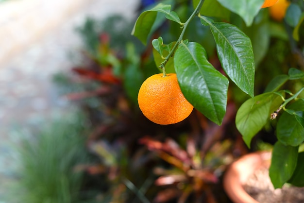 Pequeños frutos de naranja que crecen en un árbol