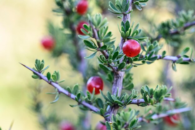 Pequeños frutos rojos silvestres en el bosque pampeano Patagonia Argentina