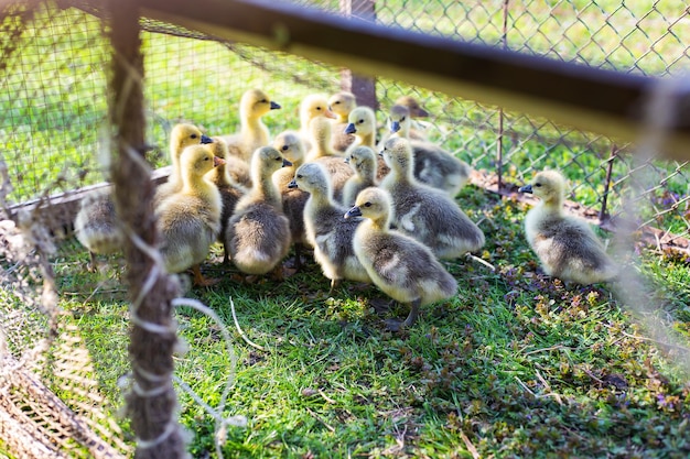 Los pequeños gansos se apiñaron en las jaulas Gansos en la calle comiendo hierba Concepto de agricultura