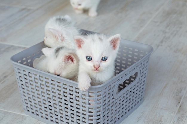 Pequenos gatinhos brancos recém-nascidos com olhos azuis Capa de cartão postal Foco seletivo Muitos gatos