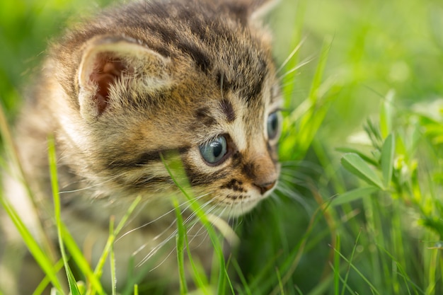 Pequeños gatitos atigrados en hierba verde