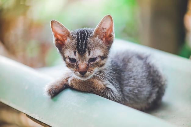 Pequeños gatitos enfermos