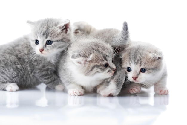 Pequeños gatitos grises con ojos azules siendo curiosos y explorando el mundo circundante