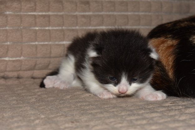 Pequeños gatitos juegan en el sofá