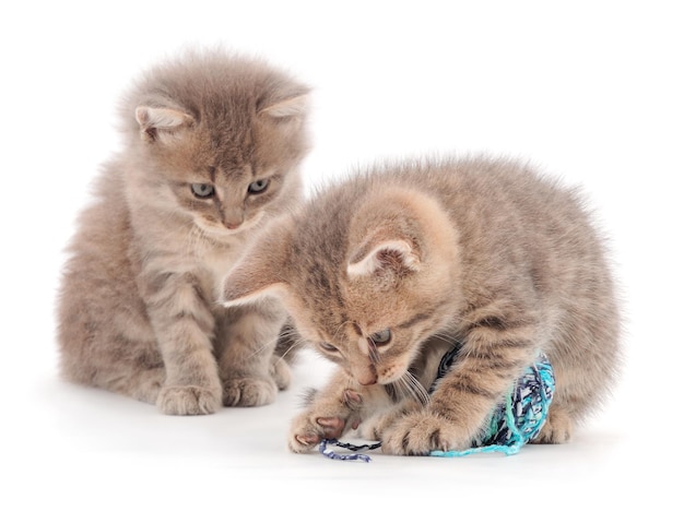 Pequeños gatitos jugando con un ovillo