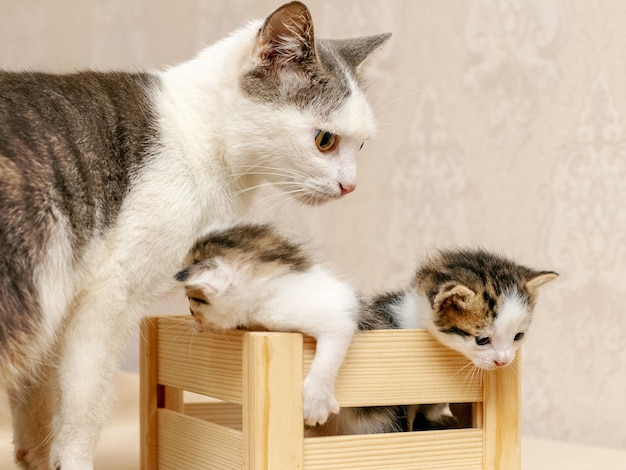 Pequeños gatitos lindos al lado de su madre en una caja de madera están tratando de salir de la caja