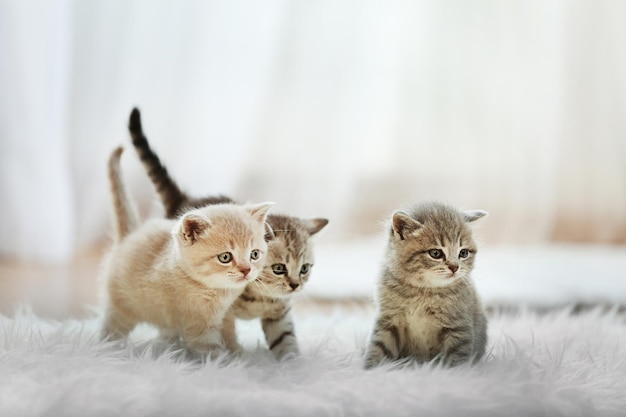 Pequeños gatitos lindos en la alfombra