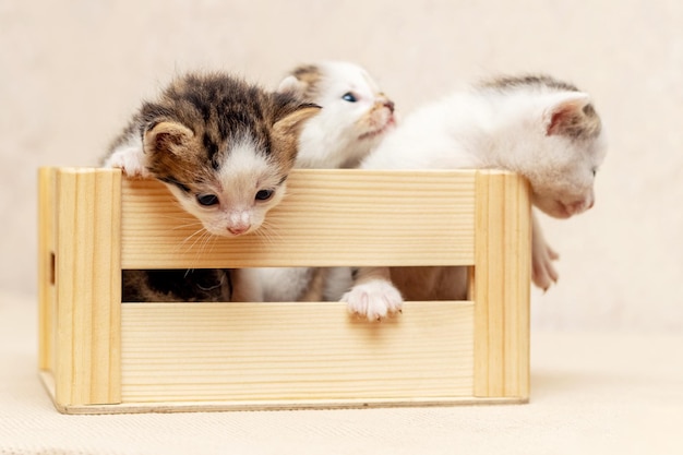 Pequeños gatitos lindos en una caja de madera están tratando de salir de la caja