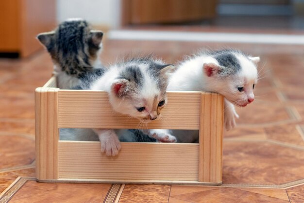 Pequeños gatitos lindos en una caja de madera están tratando de salir de la caja