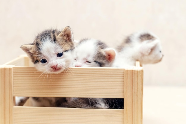 Pequeños gatitos lindos en una caja de madera están tratando de salir de la caja