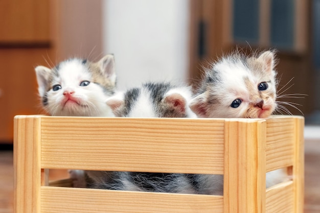 Pequeños gatitos lindos en una caja de madera están tratando de salir de la caja