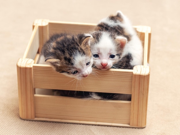 Pequeños gatitos lindos en una caja de madera están tratando de salir de la caja