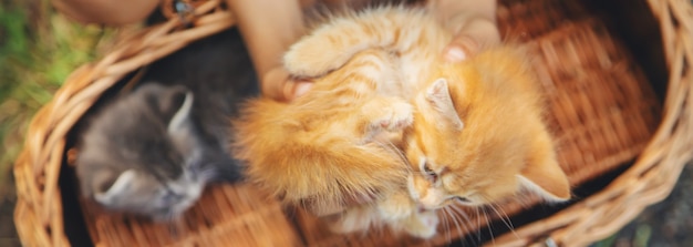 Pequeños gatitos en manos de los niños.