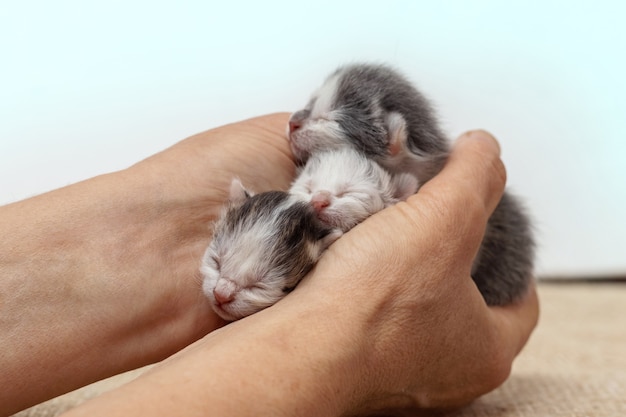 Pequeños gatitos recién nacidos en manos de una mujer