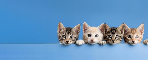 Pequeños gatitos sorprendidos se asoman sobre un fondo azul