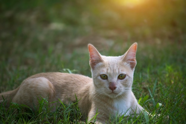 Pequeños gatos lindos están jugando en el césped verde