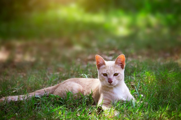 Pequeños gatos lindos están jugando en el césped verde