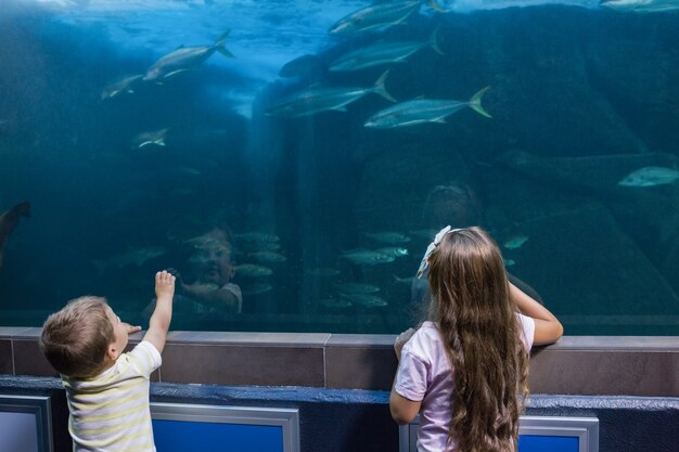 Pequeños hermanos mirando el tanque de peces