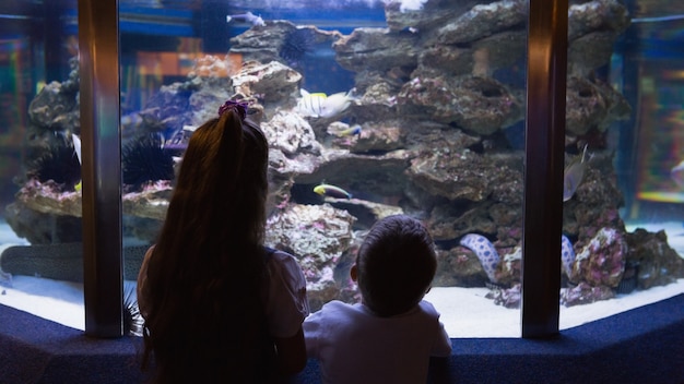 Pequeños hermanos mirando el tanque de peces