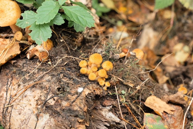 Pequeños hongos en el bosque de otoño el enfoque selectivo