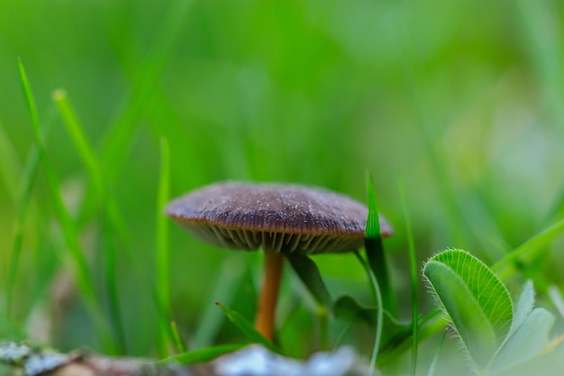 Foto pequeños hongos entre la hierba con gotas de lluvia en el campo
